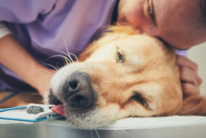 Ветеринарная экспертиза 🐾🔬